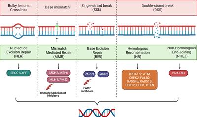 DNA repair deficiency as circulating biomarker in prostate cancer